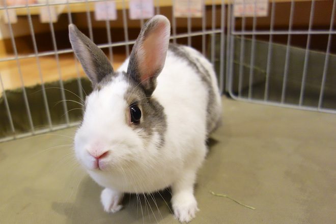1230ゆきちゃん | うさぎ専門店ちゅらうさぎ（静岡県焼津市 / 沼津市）
