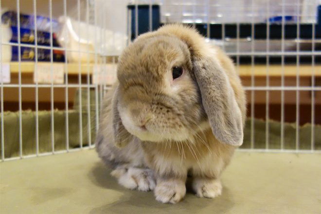 1230ロップちゃん | うさぎ専門店ちゅらうさぎ（静岡県焼津市 / 沼津市）