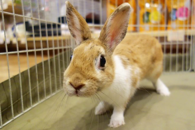 1231モカちゃん | うさぎ専門店ちゅらうさぎ（静岡県焼津市 / 沼津市）