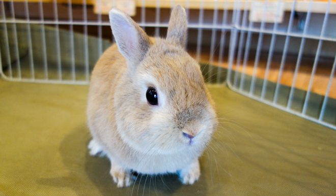 0104ルナちゃん | うさぎ専門店ちゅらうさぎ（静岡県焼津市 / 沼津市）