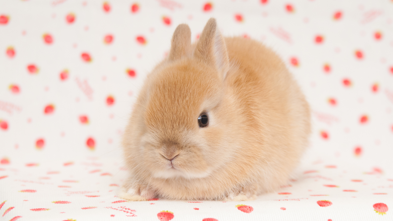 D76K | うさぎ専門店ちゅらうさぎ（静岡県焼津市 / 沼津市）