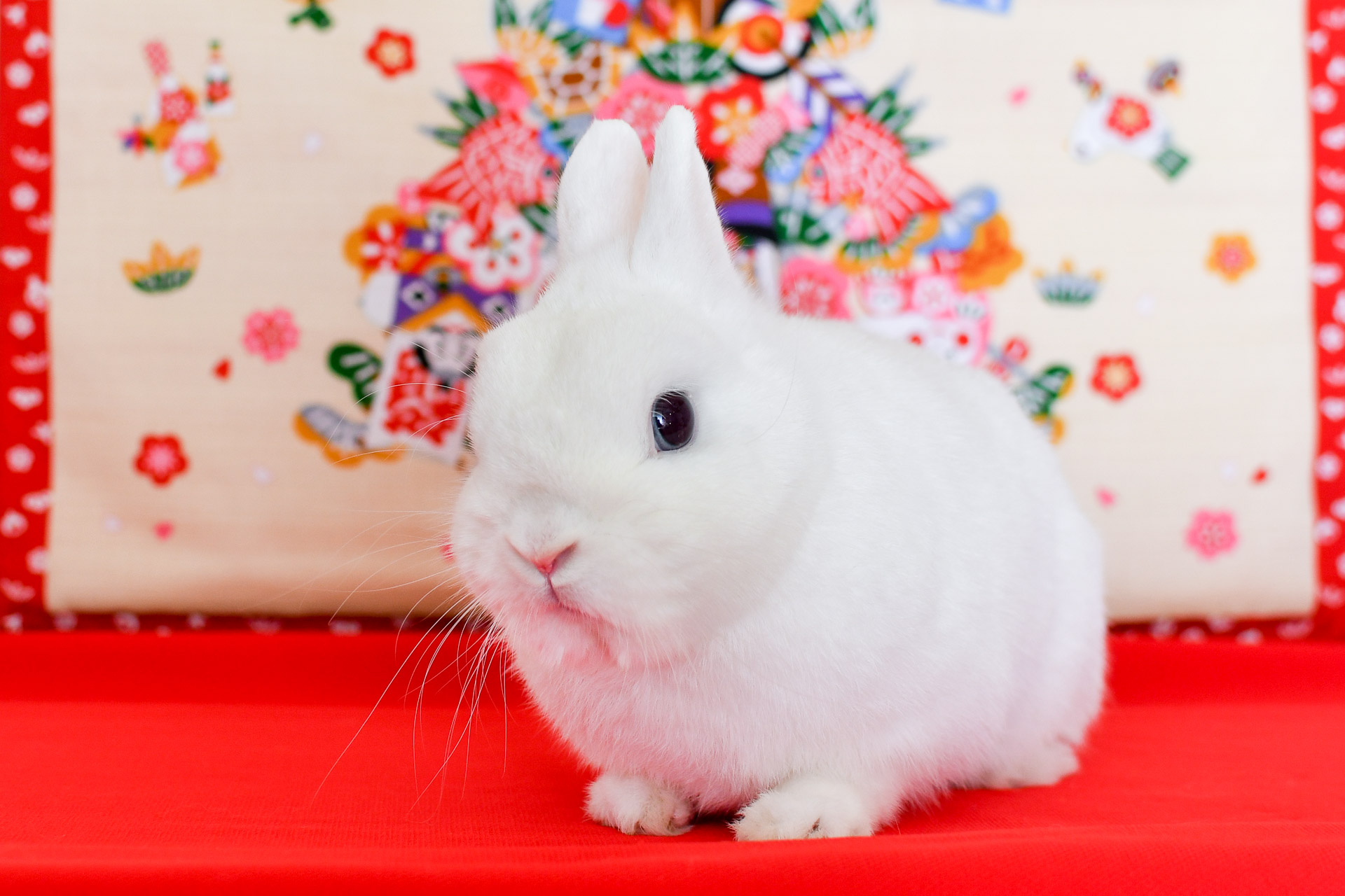 うさぎ様( ᐢ. ̫ .ᐢ )確認画面 うさぎ様( ᐢ. ̫ .ᐢ )確認画面 11月1・2日開催『第3回