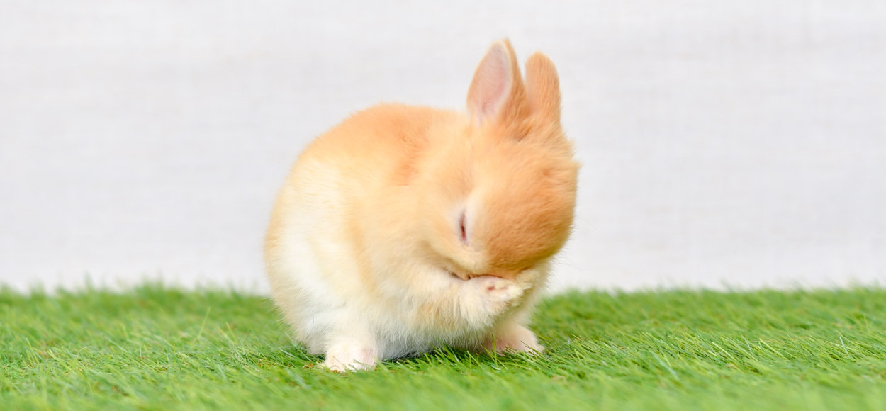 うさぎ専門店ちゅらうさぎ 静岡のブリーダー直営 うさぎ専門店