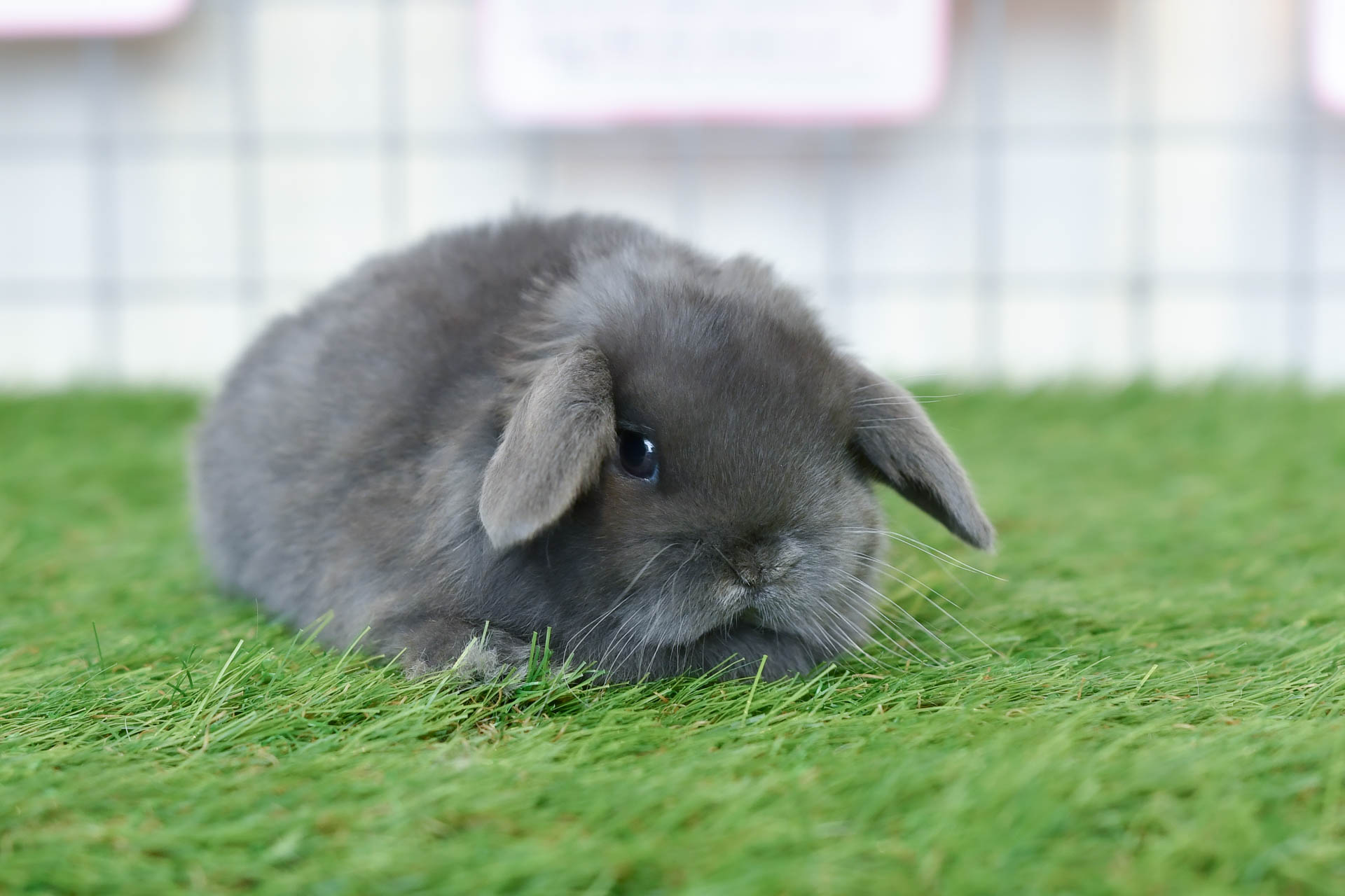 I05M | うさぎ専門店ちゅらうさぎ（静岡県焼津市 / 沼津市）