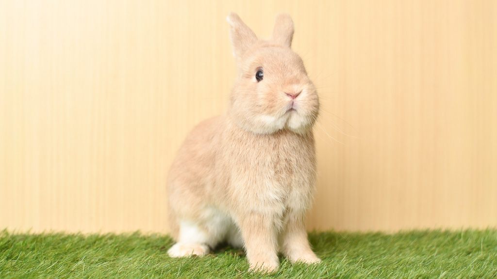 販売ベビーのご案内 | うさぎ専門店ちゅらうさぎ（静岡県焼津市