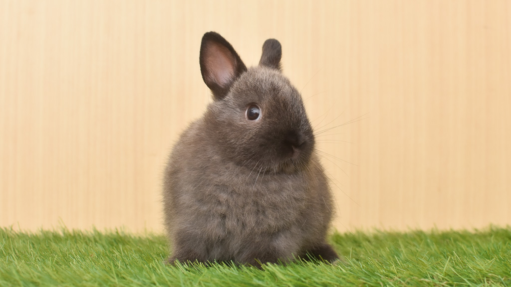 N14C | うさぎ専門店ちゅらうさぎ（静岡県焼津市 / 沼津市）