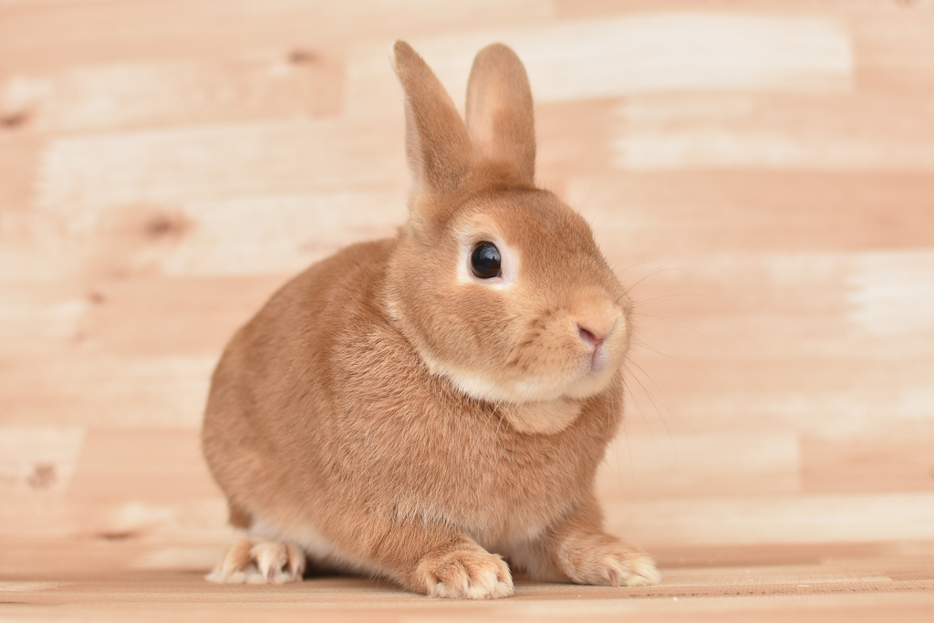 お泊まり-6349 | うさぎ専門店ちゅらうさぎ（静岡県焼津市 / 沼津市）